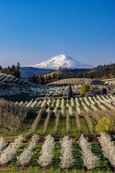 Haney, Chuck 아티스트의 Fruit orchards in full bloom with Mount Adams in Hood River-Oregon-USA작품입니다.